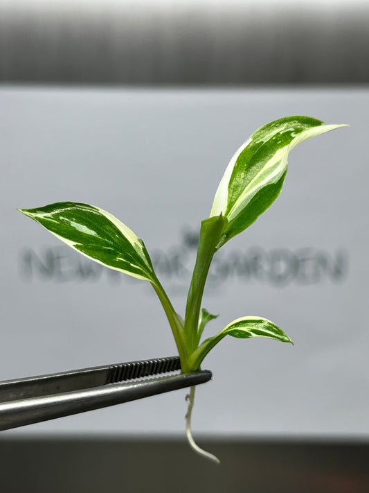 Spathiphyllum Sensation Variegated Tissue Culture (1 item/bag)