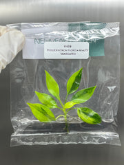 Philodendron Florida Beauty Variegated (1 plant/bag) Tissue Culture