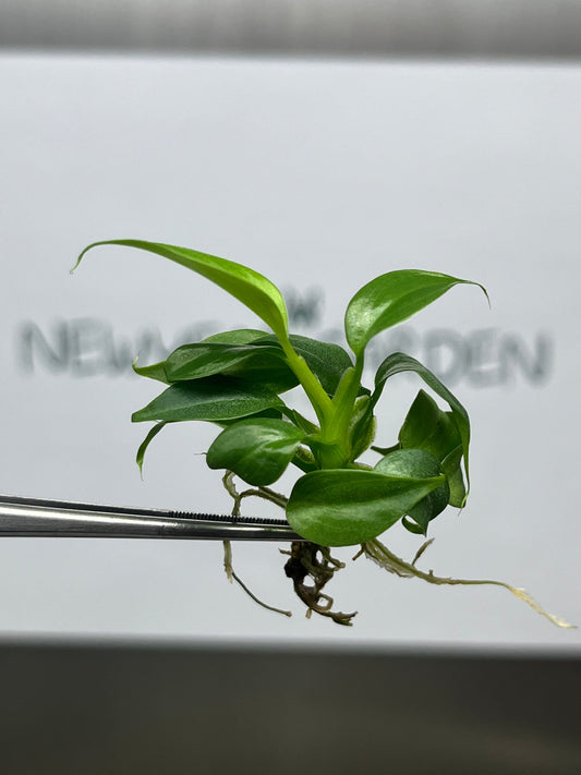 Philodendron Splendid Tissue Culture (5 items/bag)