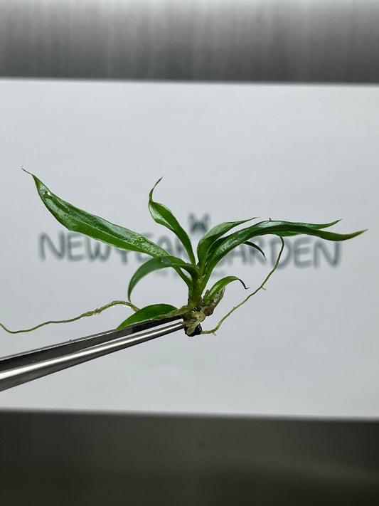 Philodendron Tortum Tissue Culture (5 items/bag)