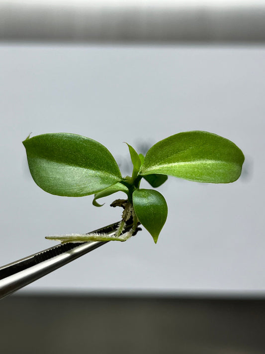 Philodendron Gloriosum Pink Back Tissue Culture (5 items/bag)