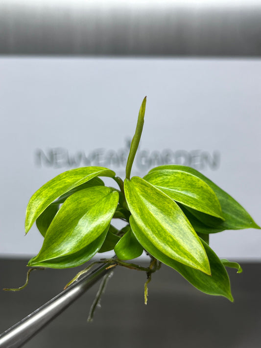 Philodendron Painted Lady Tissue Culture (1 item/bag)