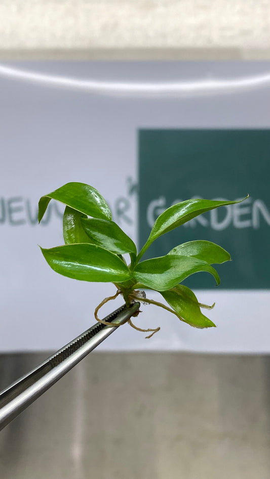 Philodendron Jungle Fever GREEN Tissue Culture (5 plants/bag)