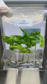 Alocasia Jacklyn (5 plantlets/bag) Tissue culture