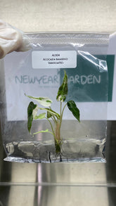 Alocasia Bambino Variegated (1 plant/bag) Tissue Culture