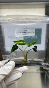 Alocasia Bambino Aurea Variegated (1 item/bag) Tissue Culture