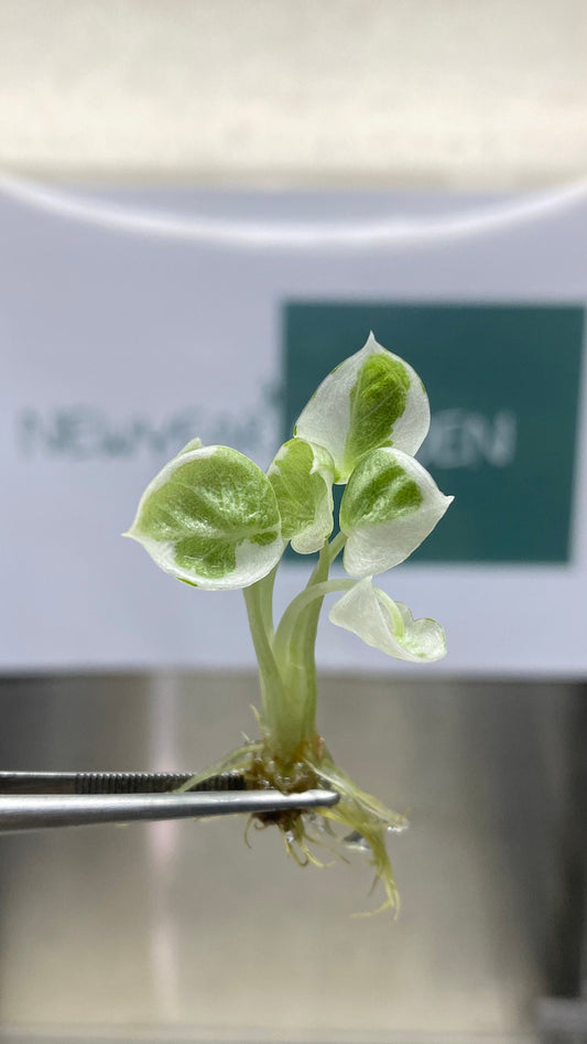 Alocasia Black Velvet Variegated (Ninja) Tissue Culture (1 item/bag)