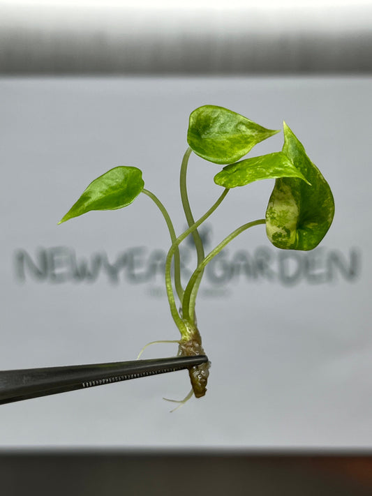 Alocasia Scalprum Aurea Variegated Tissue Culture (1 item/bag)