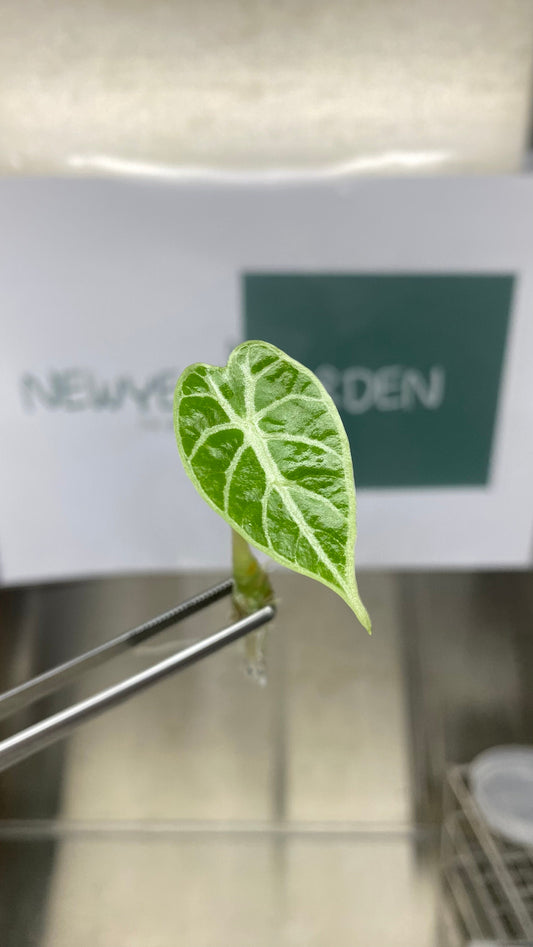 Alocasia Watsoniana Tissue Culture (5 items/bag)