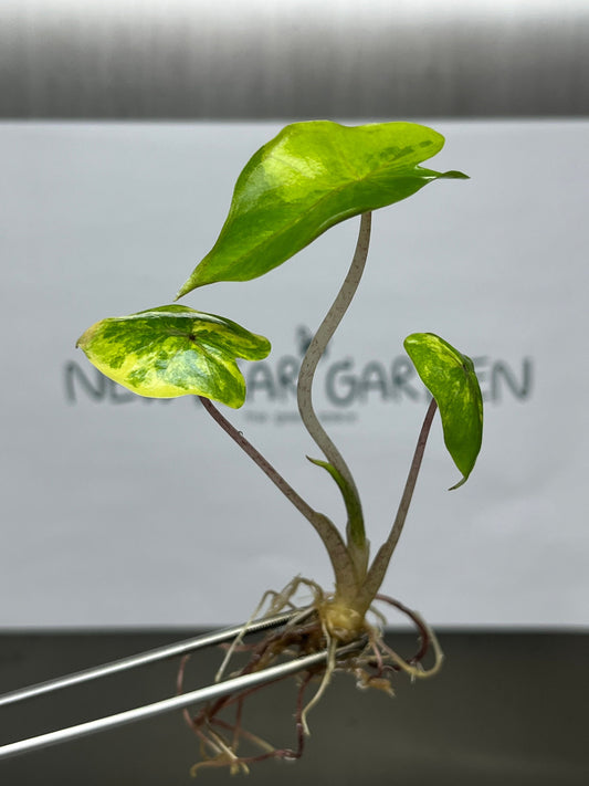 Alocasia Yucatan Princess Aurea Variegated Tissue Culture (1 item/bag)