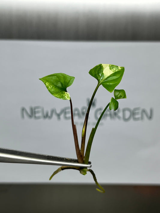 Syngonium Podophyllum Albo Variegated Tissue Culture (1 item/bag)