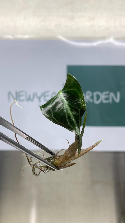 Alocasia Venom Tissue Culture (1 item/bag)