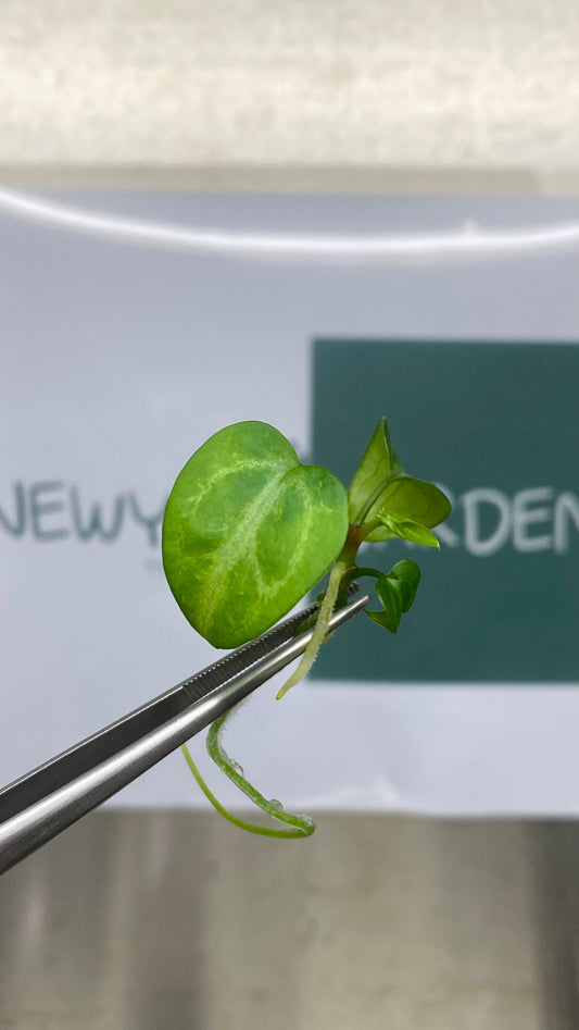 Anthurium Paillilaminum Ree Gardens Tissue Culture (1 item/bag)