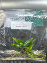 Philodendron Strawberry Shake Variegated (1 plant/bag) Tissue Culture