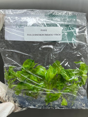 Philodendron Paraiso Verde (5 plants/bag) Tissue Culture