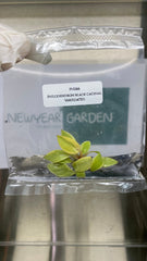 Philodendron black cadinal variegated (1 plantlet/bag) Tissue culture