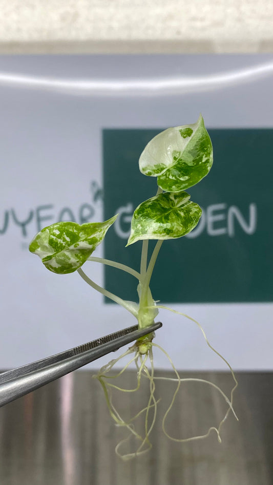 Alocasia Frydex Albo Variegated Tissue Culture (1 item/bag)