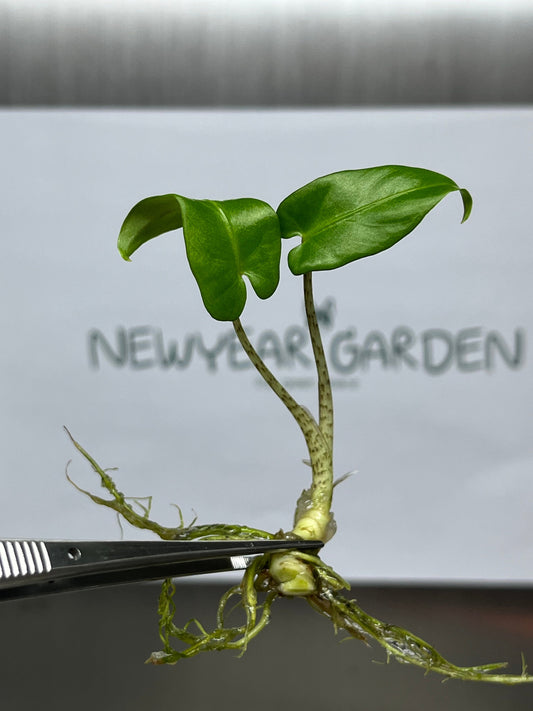 Alocasia Lauterbachiana Tissue Culture (5 items/bag)