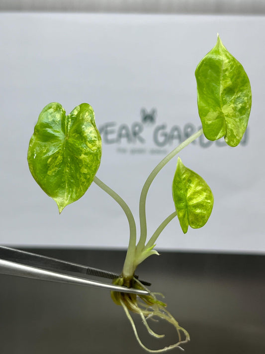 Alocasia Silver Dragon Aurea Variegated Tissue Culture (1 item/bag)