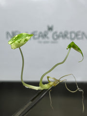 Alocasia Sarian Variegated (1 plantlet/bag) Tissue culture