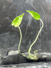 Alocasia Sarian Variegated (1 plantlet/bag) Tissue culture