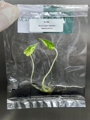 Alocasia Sarian Variegated (1 plantlet/bag) Tissue culture