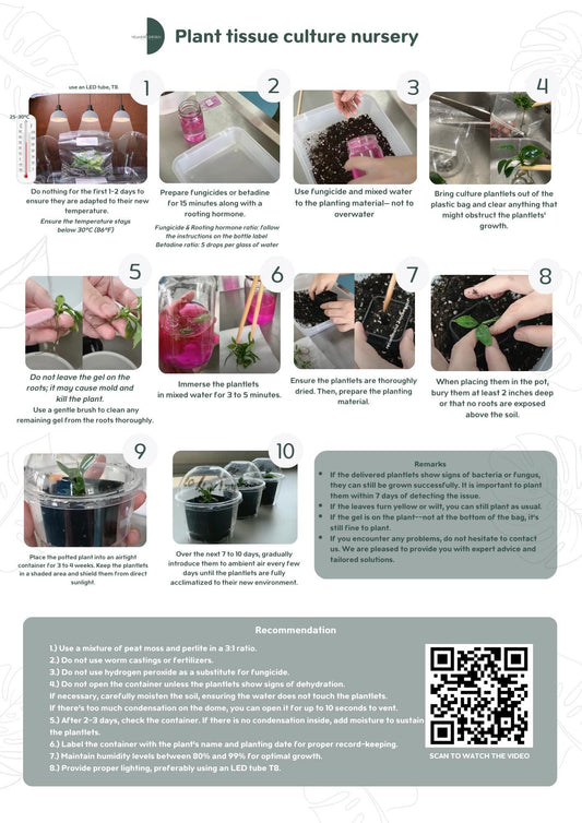 Wholesale Epipremnum Marble Tissue Culture (25 Bags)