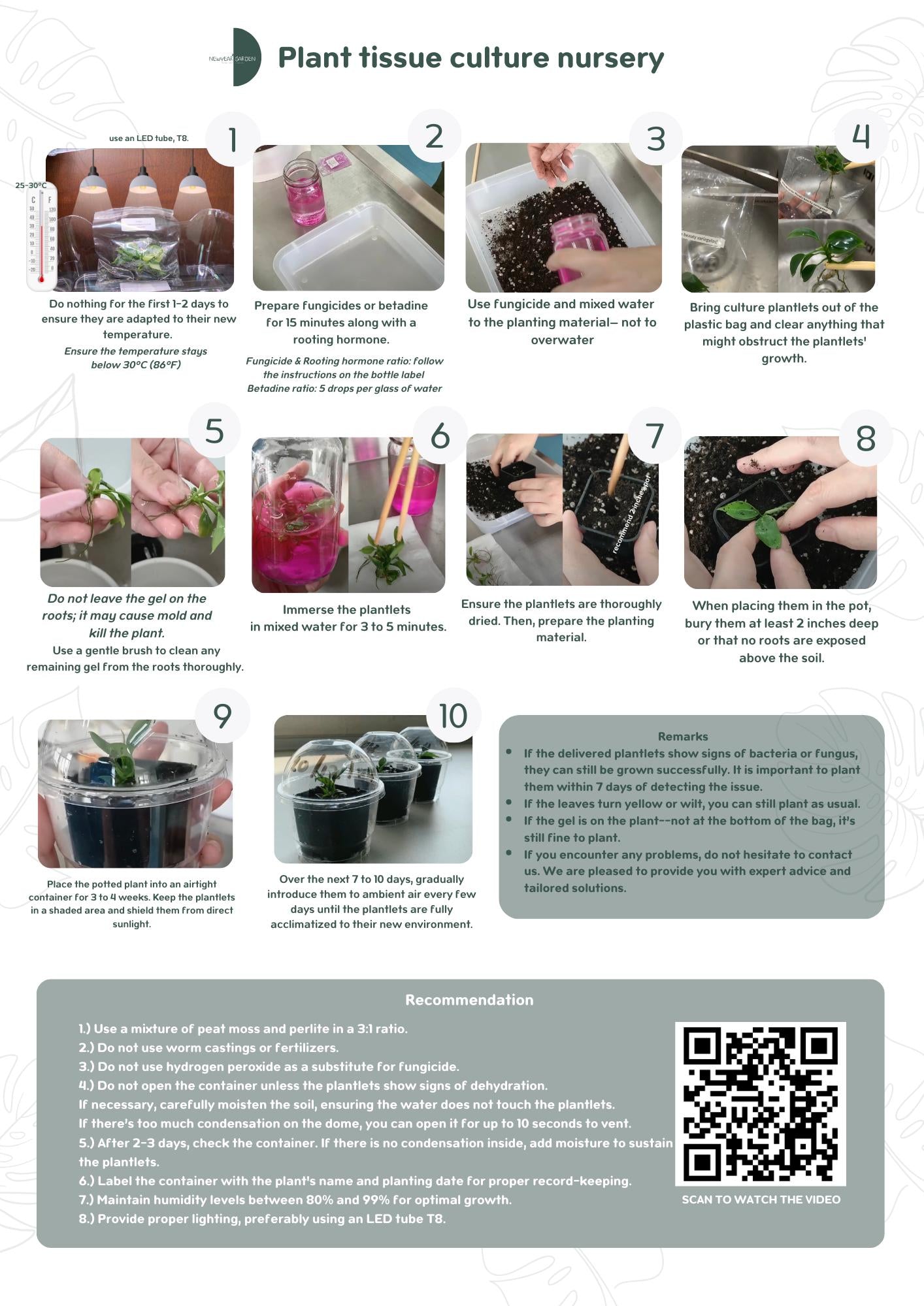 Wholesale Philodendron Green Congo Variegated Tissue Culture (25 Bags)