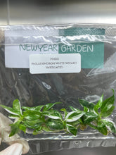 Philodendron White Wizard Variegated (5 plants/bag) Tissue Culture