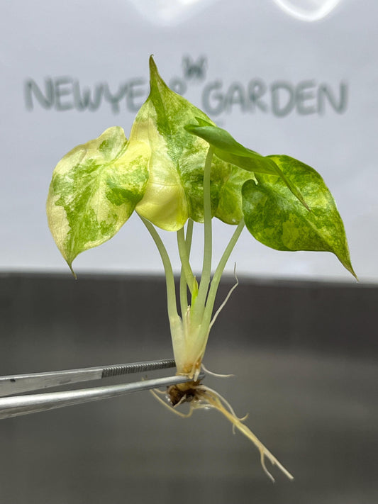 Alocasia Wentii Aurea Variegated Tissue Culture (1 item/bag)