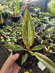 Philodendron Caramel Marble Variegated Fire tiger (1 plant/bag) Tissue Culture