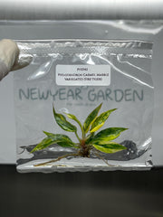 Philodendron Caramel Marble Variegated Fire tiger (1 plant/bag) Tissue Culture