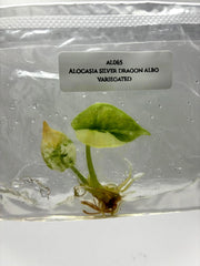 Alocasia Silver Dragon Albo Variegated (1 plantlet/bag) Tissue culture