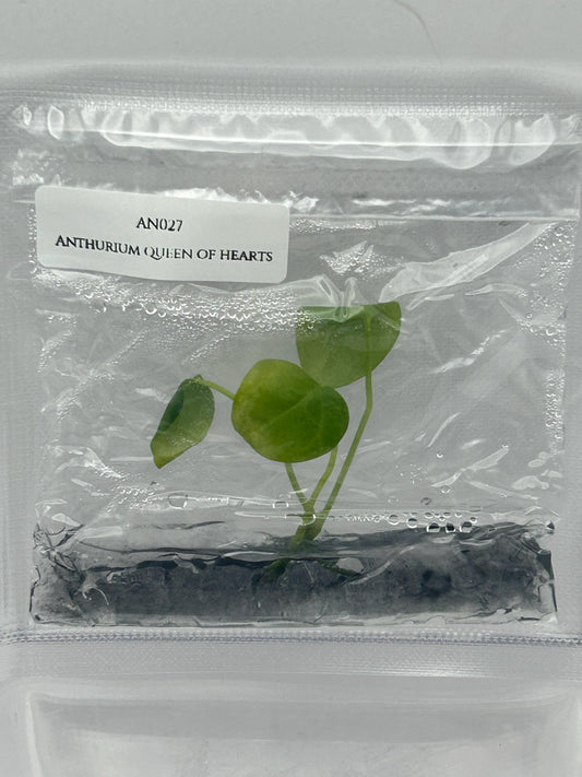 Anthurium Queen of Hearts Tissue Culture (1 item/bag)