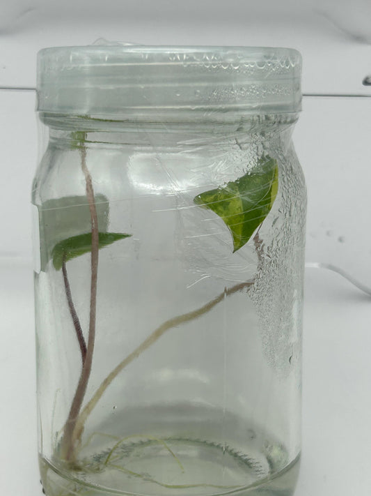 Alocasia Black Stem Aurea Variegated Tissue Culture (1 item/bag)