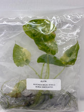 Alocasia Regal shield Aurea variegated (1 plantlet/bag) Tissue culture
