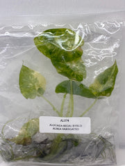 Alocasia Regal shield Aurea variegated (1 plantlet/bag) Tissue culture