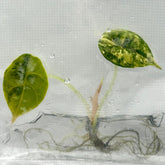 Alocasia Azlanii Aurea Variegated (1 plant/bag) Tissue Culture
