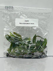 Philodendron gigas (5 plants/bag) Tissue culture