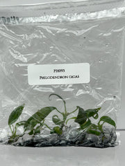 Philodendron gigas (5 plants/bag) Tissue culture