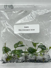 Philodendron gigas (5 plants/bag) Tissue culture
