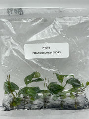 Philodendron gigas (5 plants/bag) Tissue culture