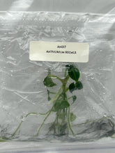 Anthurium Regale (1 plant/bag) Tissue culture