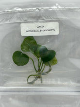 Anthurium Pterodactyl (1 plant/bag) Tissue culture