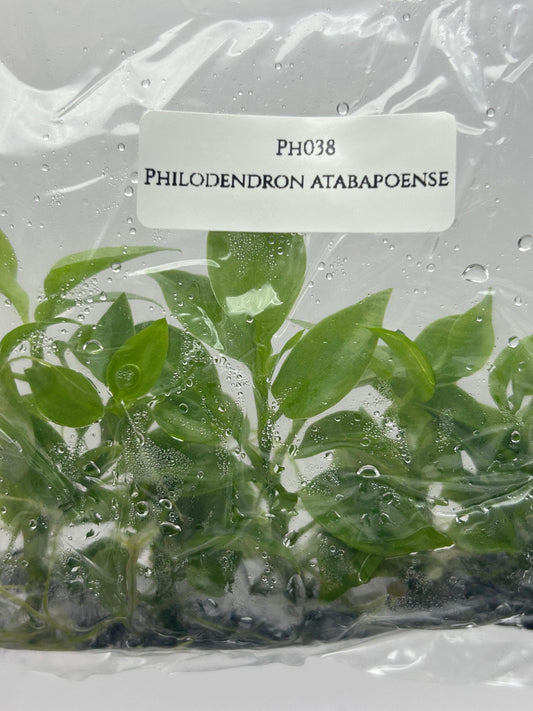 Philodendron Atabapoense Tissue Culture (5 plants/bag)