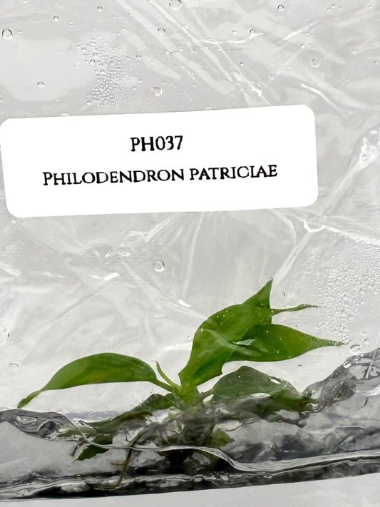 Philodendron Patriciae Tissue Culture (1 item/bag)