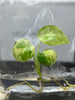 Scindapsus pictus Variegated (1 plantlet/bag) Tissue culture