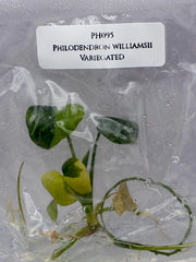 Philodendron williamsii Variegated (1 plantlet/bag) Tissue culture