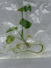 Philodendron williamsii Variegated (1 plantlet/bag) Tissue culture