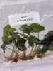 Alocasia loco (5 plantlets/bag) Tissue culture